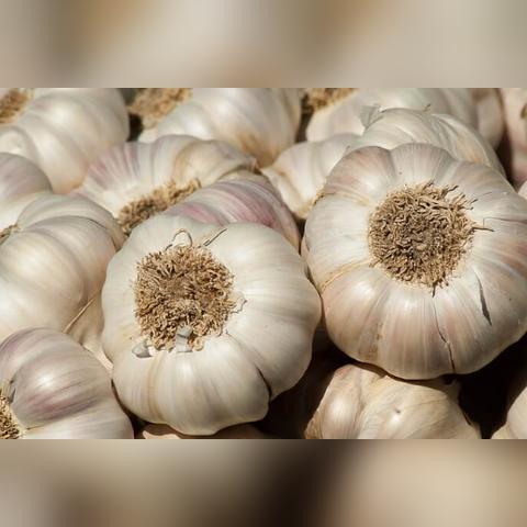 蒼山蘆柞大蒜價格走勢分析