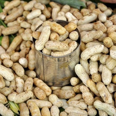 今日花生米最新市場價格分析