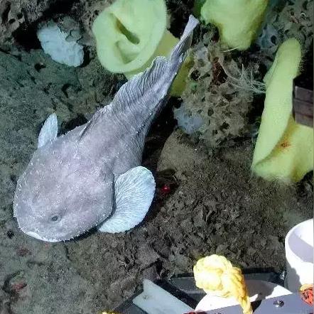 最新捕魚游戲注冊享福利，暢游海洋捕魚世界