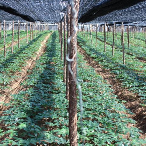 今日文山三七市場行情解析