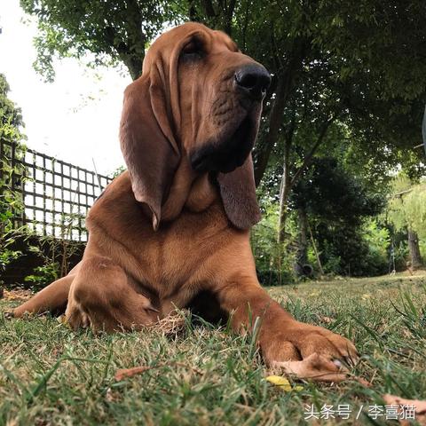 王者尋飛最新章節(jié)，榮耀新篇章開啟