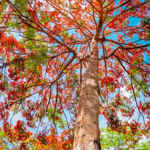 全程熱戀最新一期揭秘，熱戀現(xiàn)象背后的數(shù)據(jù)真相探究