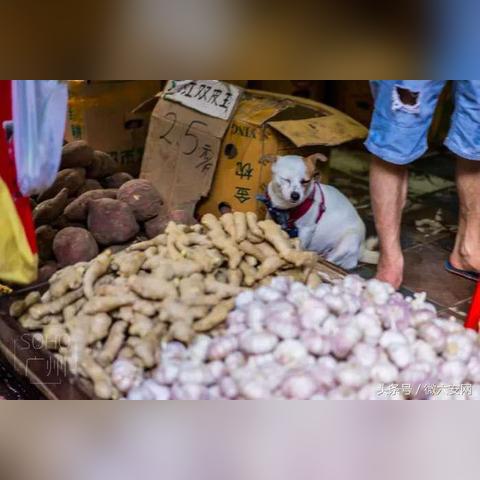 揭秘偷偷魯新版本特性與數(shù)據(jù)深度解析