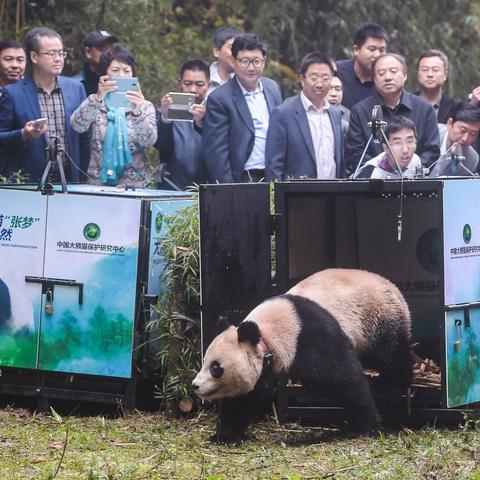 2016熊貓銀幣10元價(jià)格走勢(shì)與市場(chǎng)分析