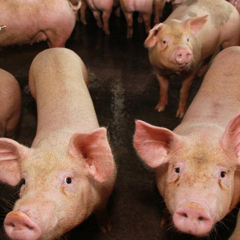 山東今日豬價最新動態(tài)