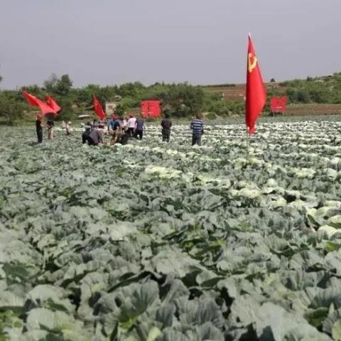 萊陽龍大食品招聘啟事，最新崗位空缺