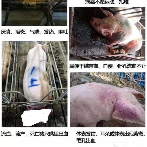 非洲豬瘟最新動態(tài)報道