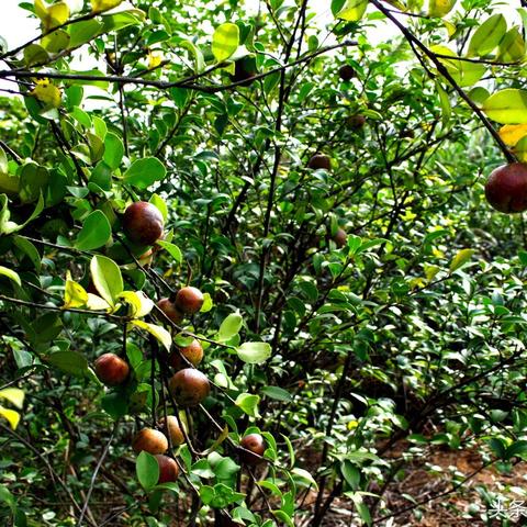 江西郵政最新人事任免動態(tài)