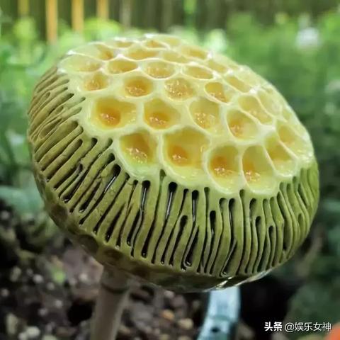 牛小蘑菇直播回顧與數(shù)據(jù)分析概覽