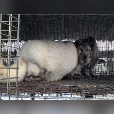 東北貉皮最新價(jià)格走勢(shì)分析