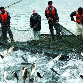 樂(lè)魚(yú)最新版深度探索與體驗(yàn)心得