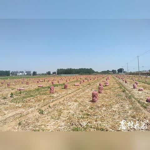 金鄉(xiāng)大蒜行情解析，最新鮮蒜價格走勢