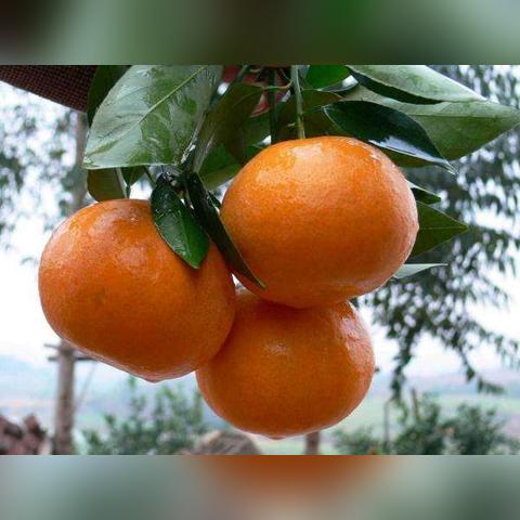 沃柑最新價格行情及分析