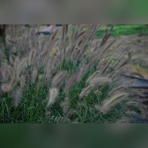 蝌蚪網(wǎng)最新門戶，數(shù)字世界的探索平臺(tái)