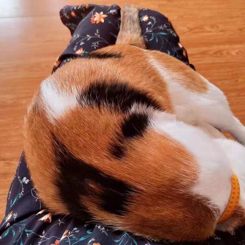 健康貓動態(tài)更新