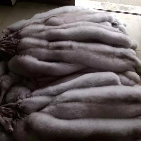 尚村銀狐皮最新行情分析