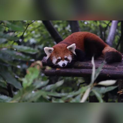 云南越獄事件最新進(jìn)展報(bào)告