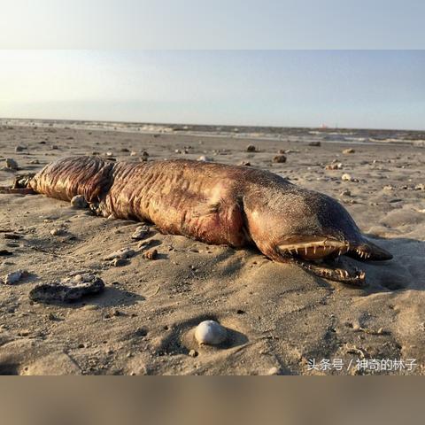 颶風(fēng)哈維最新動(dòng)態(tài)（截至XXXX年XX月XX日持續(xù)更新）