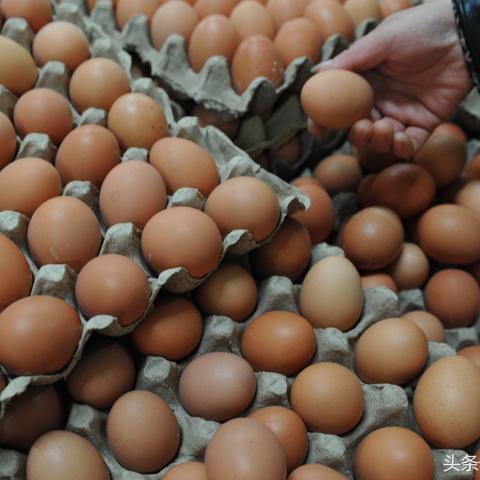 黑龍江雞蛋行情最新分析