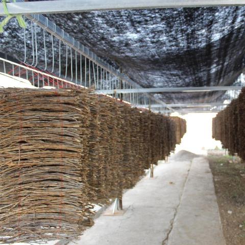 金蟬卵枝孵化技術(shù)最新解析