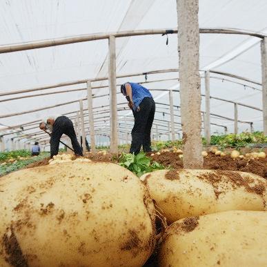 土豆價格行情最新走勢分析