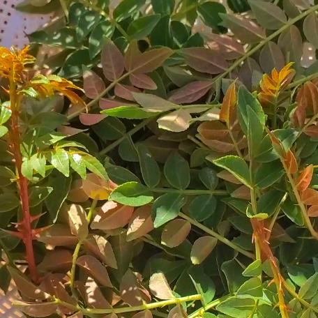 至正之寶最新價格表與市場趨勢分析