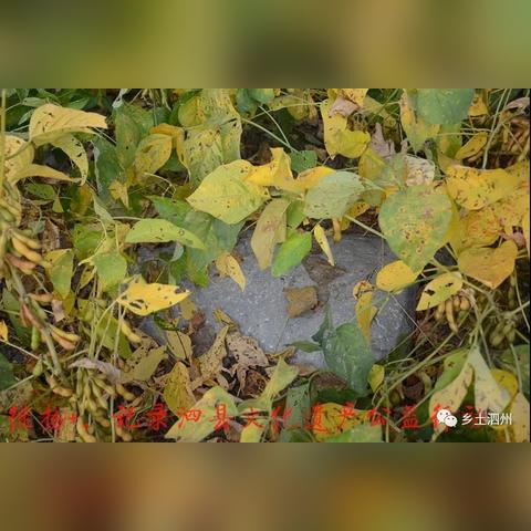 泗縣劉圩新聞更新報道速遞