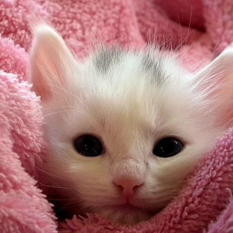 雙眼皮手術(shù)最新技術(shù)細(xì)節(jié)與趨勢(shì)解析