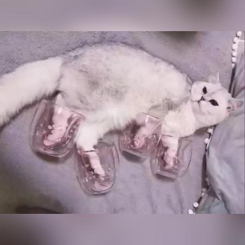 毛囊克隆技術(shù)最新進展揭秘