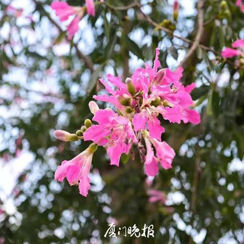 597廈門人才網(wǎng)招聘熱門職位解析與求職指南