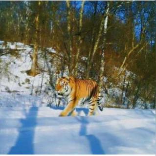黑龍江東北虎最新動態(tài)報道