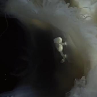 深海水族館最新版下載指南及攻略