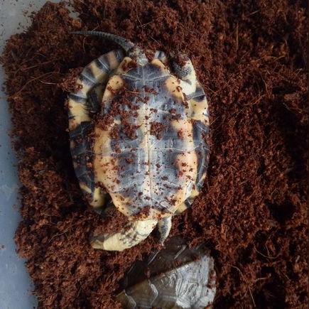 最新龜友網(wǎng)行情解析，最新龜價(jià)趨勢分析