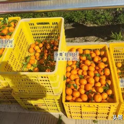 柑橘最新市場(chǎng)動(dòng)態(tài)分析