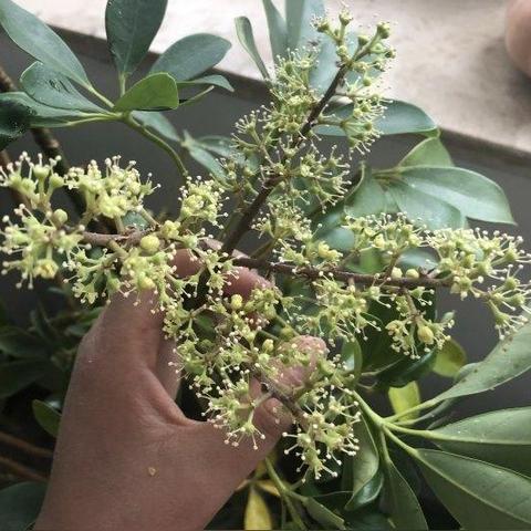 甲醛最新報價與市場趨勢分析