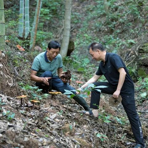 靈芝研究新進(jìn)展揭秘