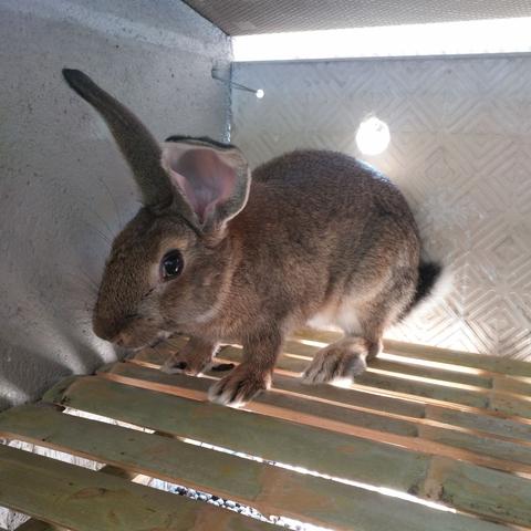 野兔最新價(jià)格走勢分析