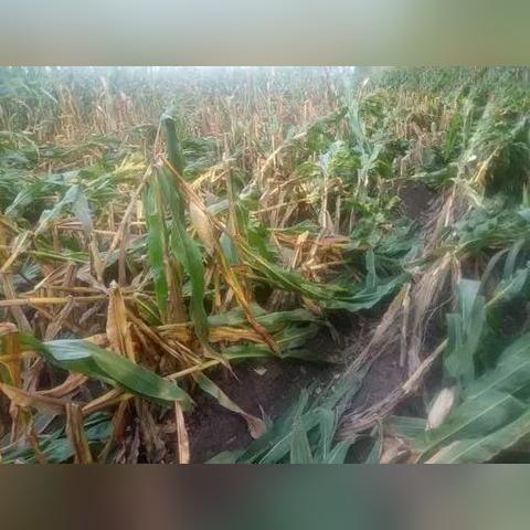 羊草最新價格走勢分析