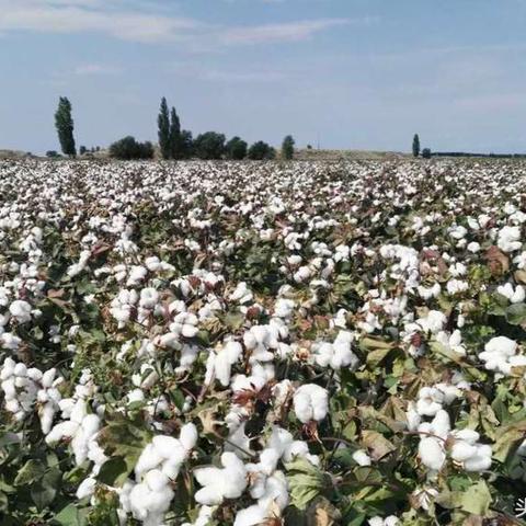 最新棉價走勢動態(tài)分析