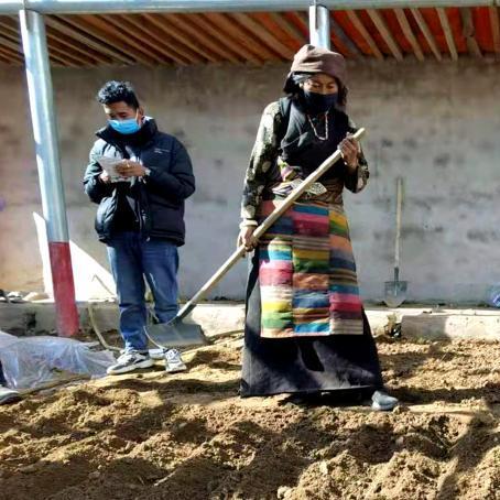 拉薩蔬菜價(jià)格走勢及分析