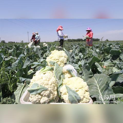 邯鄲大蒜行情最新分析