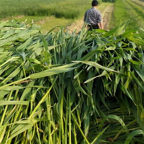 滁州土地拍賣最新情況解析