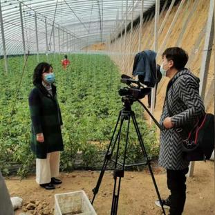 萊州生姜價格走勢及分析