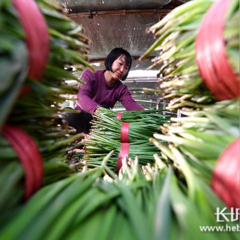 樂亭韭菜行情最新分析報告