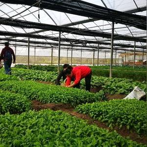 河南蔬菜實(shí)時(shí)價(jià)格概覽