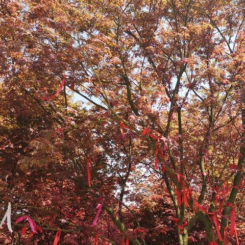 巴南五洲園紅葉魅力盛放