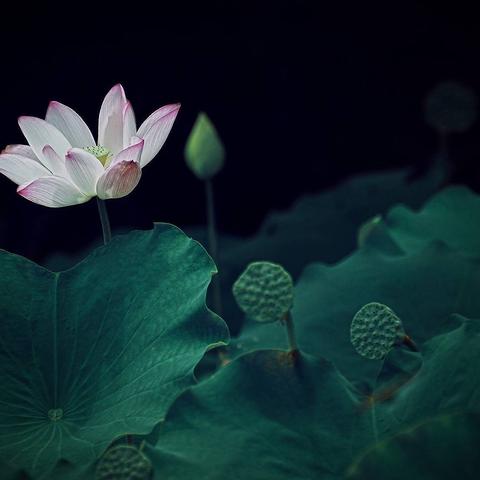 最新章節(jié)，最強大地主宰橫空出世