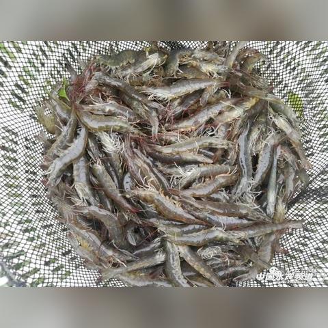 普利茂蝦苗最新動態(tài)報(bào)道