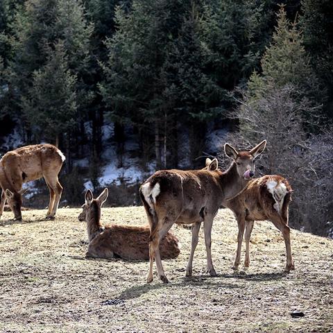 祁連山保護(hù)區(qū)動(dòng)態(tài)更新