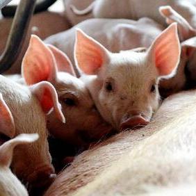 青腳麻雞市場最新價格走勢分析